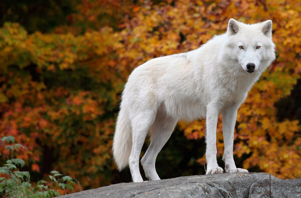 Арктический волк смотрит в камеру
