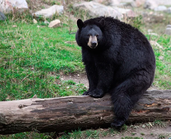 Amerikaanse zwarte beer zitten — Stockfoto