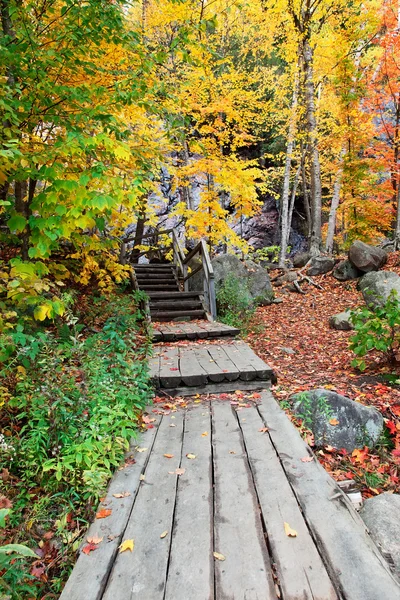 Boardwalk in the Woods — Stock Photo, Image