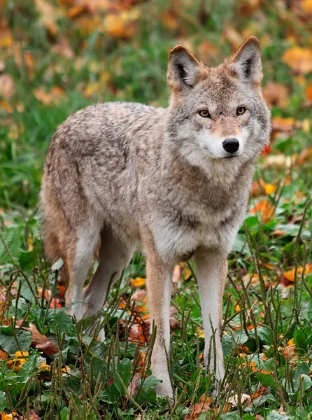 Coyote mirando a la cámara — Foto de Stock