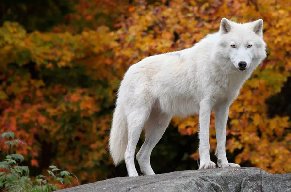 북극 늑대는 카메라를 보고 스톡 사진