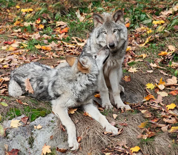 Dois lobos cinzentos relaxantes — Fotografia de Stock