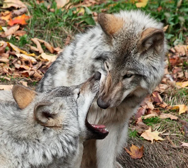 Gray Wolves — Stock Photo, Image