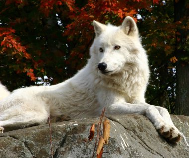 Arctic Wolf Laying on a Rock clipart