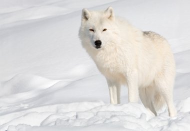 Arctic Wolf in the Snow clipart