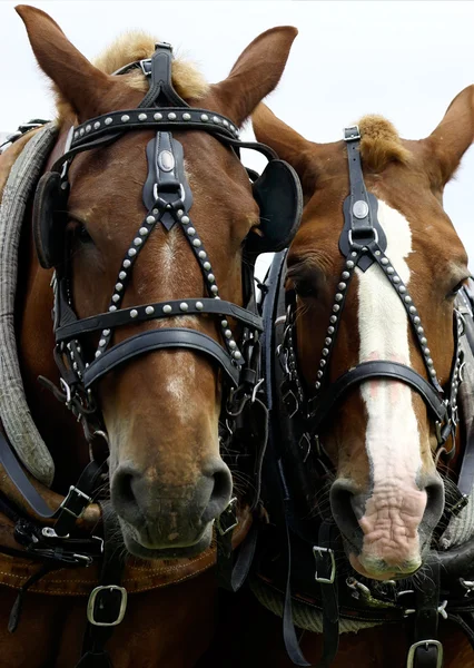 stock image Two Horses' Heads