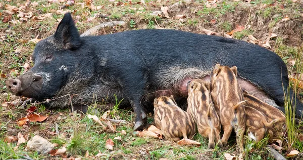 Cerdo salvaje alimentando a sus lechones —  Fotos de Stock