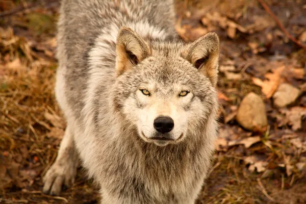 Wolf schaut auf — Stockfoto