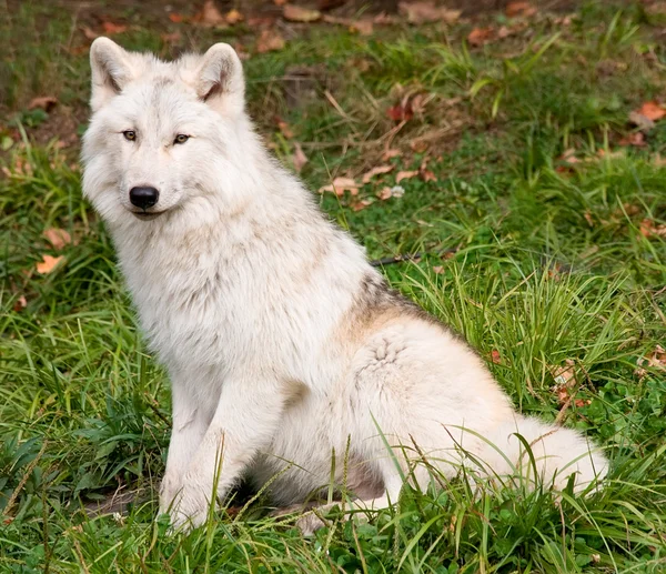 Artic wilk patrząc na kamery — Zdjęcie stockowe
