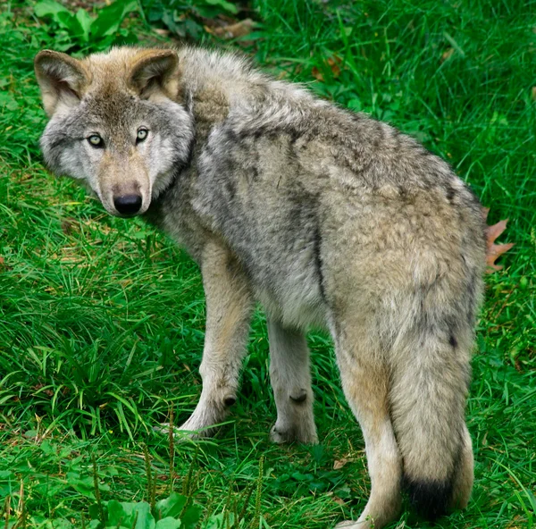 Молодий сірий вовк — стокове фото