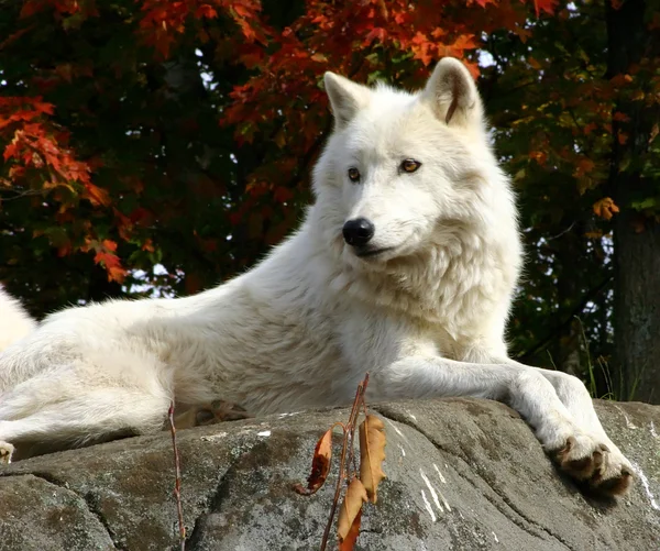 Лежащий на скале арктический волк — стоковое фото