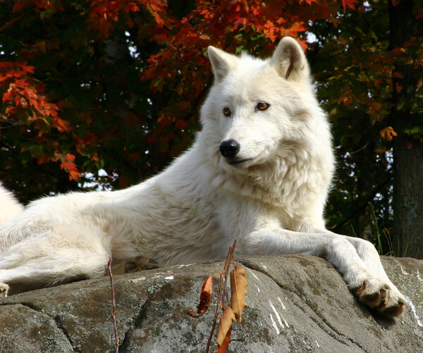 Arctic Wolf Laying on a Rock