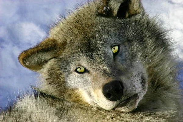 Ruhender junger Grauwolf — Stockfoto