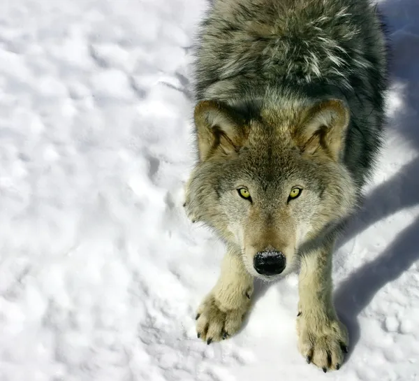 Grauer Wolf, der zu dir aufschaut — Stockfoto