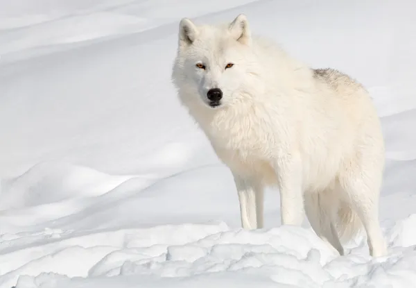 雪の中で北極のオオカミ — ストック写真