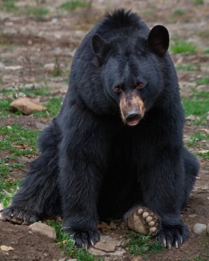 American Black Bear clipart