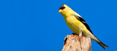 American Goldfinch clipart