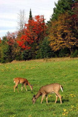 Two Deers Feeding on Grass clipart