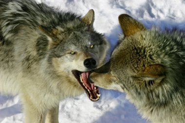 Fighting Wolves clipart