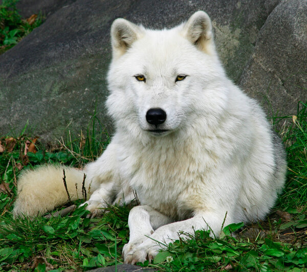 This is an Artic Wolf resting on an fall day and looking at the camera.