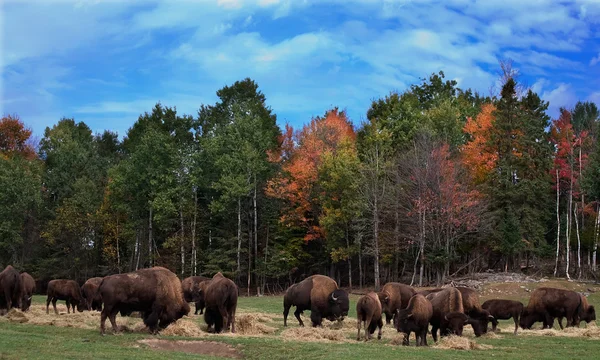 Amerikaanse buffelkoeien — Stockfoto