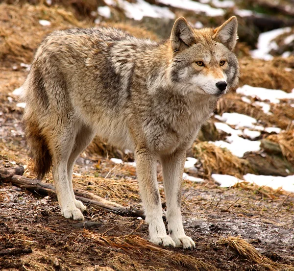 Coyote blickar framåt — Stockfoto