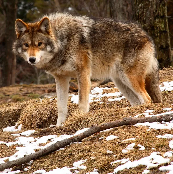 Coyote mirando a la cámara — Foto de Stock