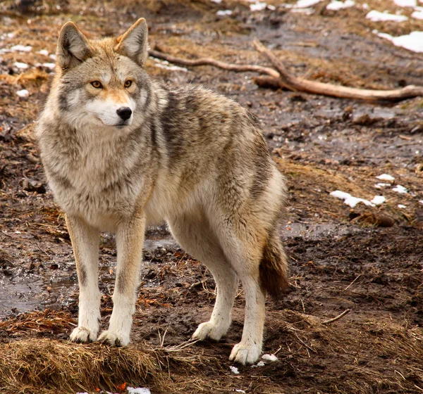 Coyote op een lentedag — Stockfoto