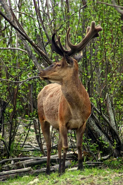 Deer on a Spring Day — Stock Photo, Image