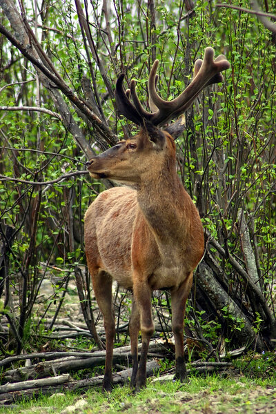 Deer on a Spring Day