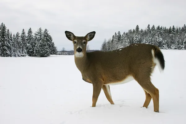 雪の中の鹿 — ストック写真