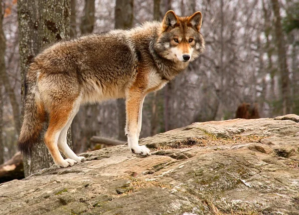 Coyote de pie sobre una roca —  Fotos de Stock