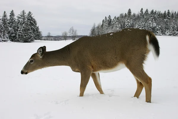 Herten in de sneeuw — Stockfoto