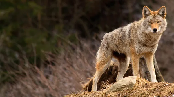 Coyote üstünde belgili tanımlık tepe-in tepe — Stok fotoğraf