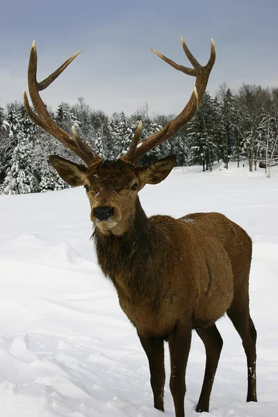 Elk in the Snow — Stock Photo, Image