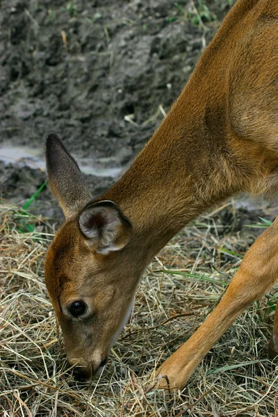 Deer Eating Hay — Stock Photo, Image