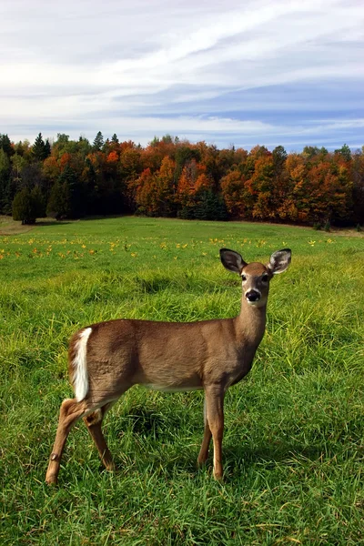 Samica jelenia na dzień jesieni — Zdjęcie stockowe