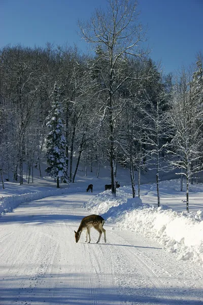 Fallow Deers pe Snowy Road — Fotografie, imagine de stoc