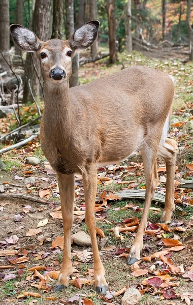 Deer Looking at the Camera — Stock Photo, Image
