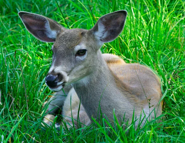 Young Deer — Stock Photo, Image