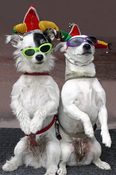 Cani divertenti — Foto Stock
