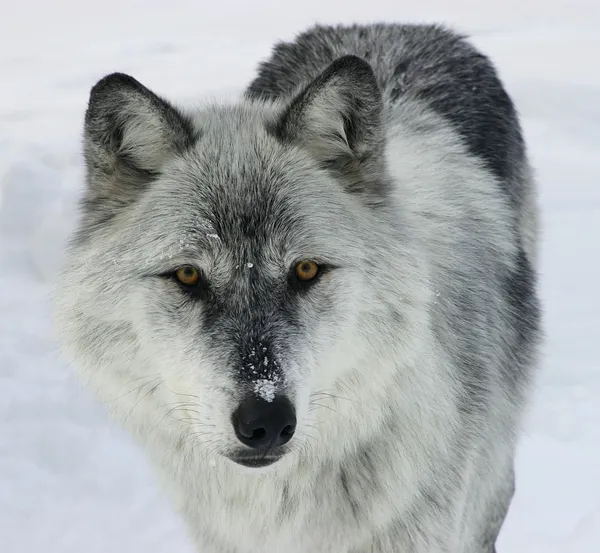 Loup gris — Photo