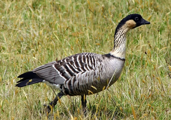 stock image Nene, The Hawaii's State Bird