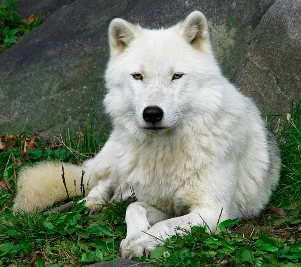 Artic Wolf Royalty Free Stock Photos