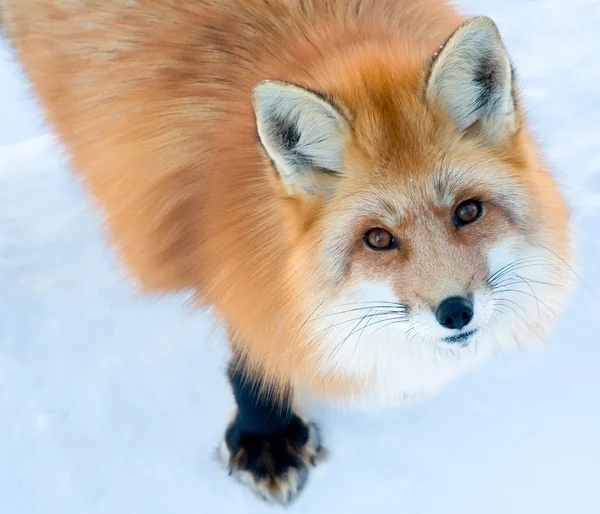 Fox kameraya bakıyor — Stok fotoğraf