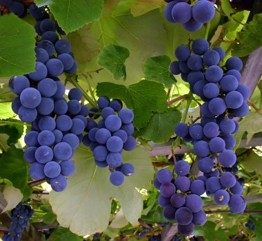 Blue Grapes Hanging From a Vine clipart