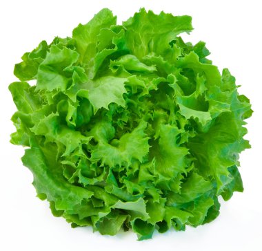 Lettuce clipart