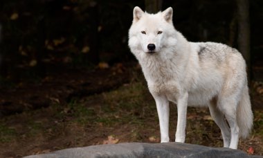 Arctic Wolf Looking at the Camera clipart