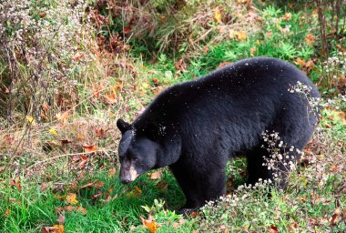 American Black Bear Walking clipart