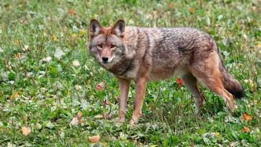 Coyote Looking at the Camera clipart